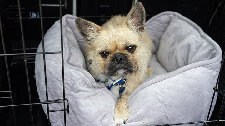 Small dog sitting in carry cage, which is in the back of a car