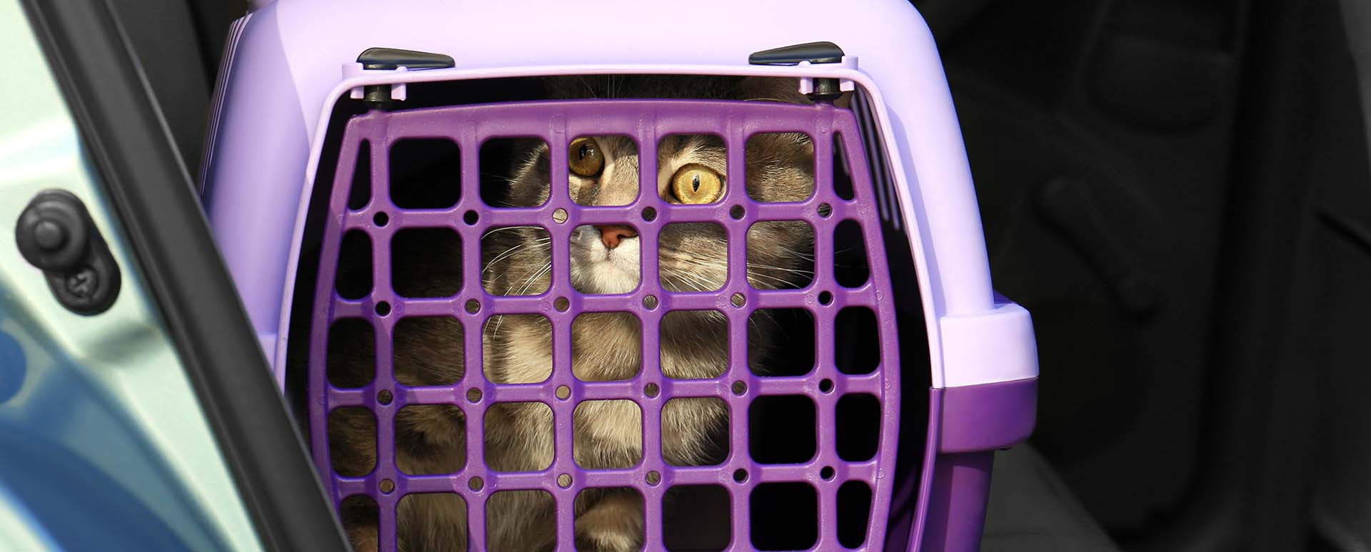 Cat Carrier in Car