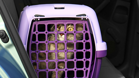 Cat Carrier in Car
