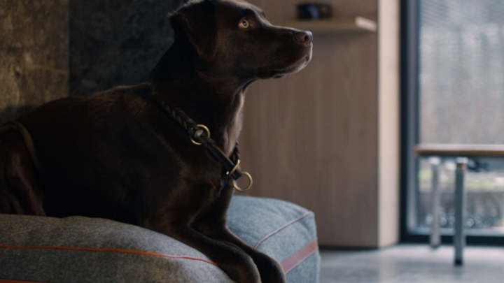 aston martin pet accessories