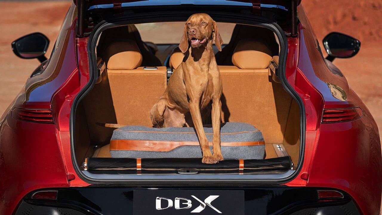 Aston Martin DBX Dog in Boot