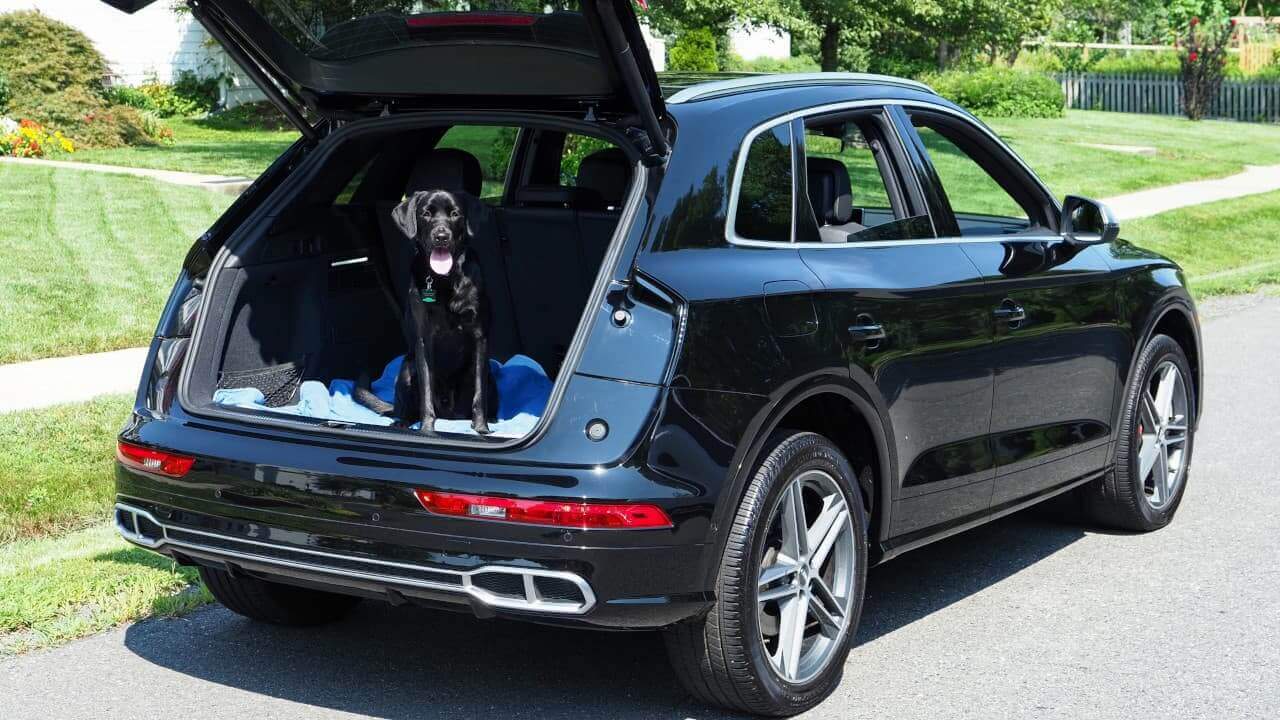 Audi SQ5 Dog in Boot