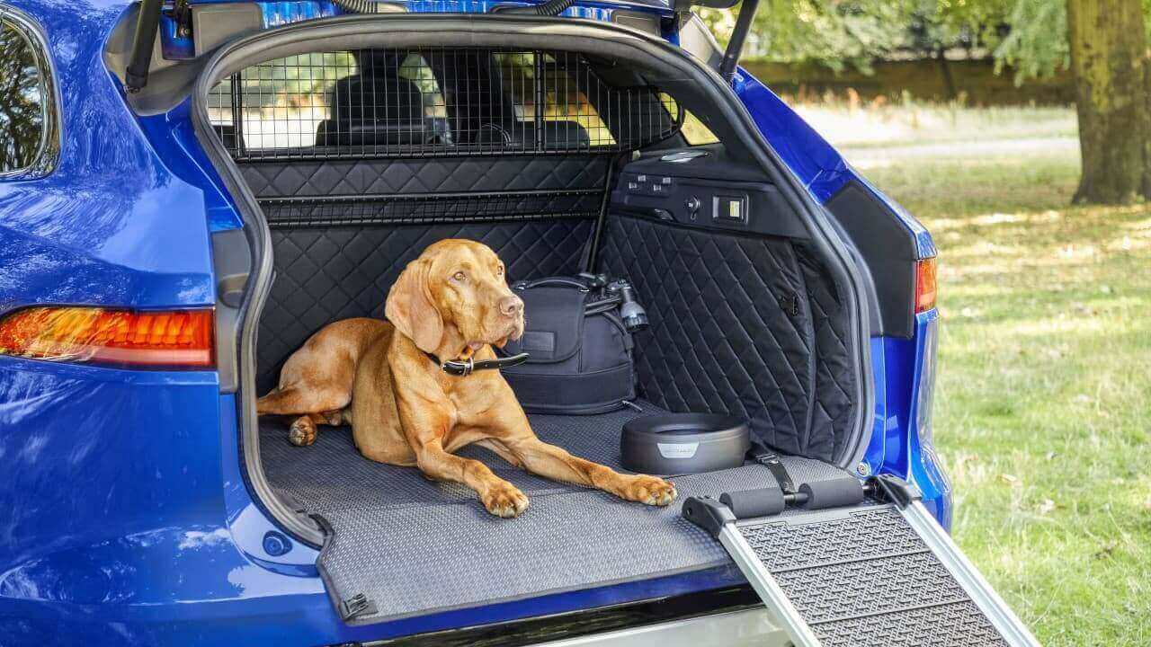 Jaguar F-PACE Dog in Boot