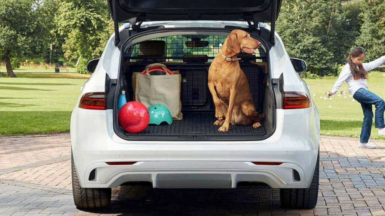 Jaguar XF Sportbrake Dog in Boot