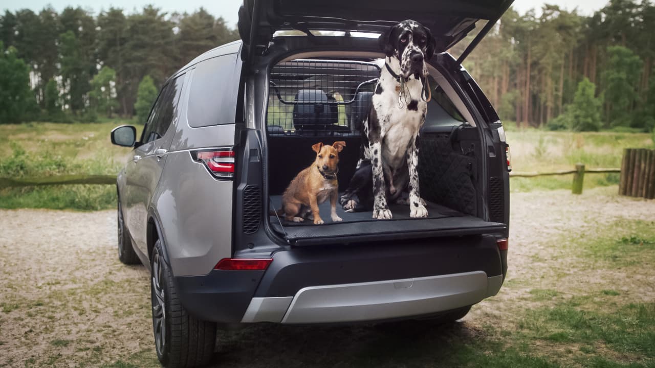Land Rover Discovery Dog in Boot