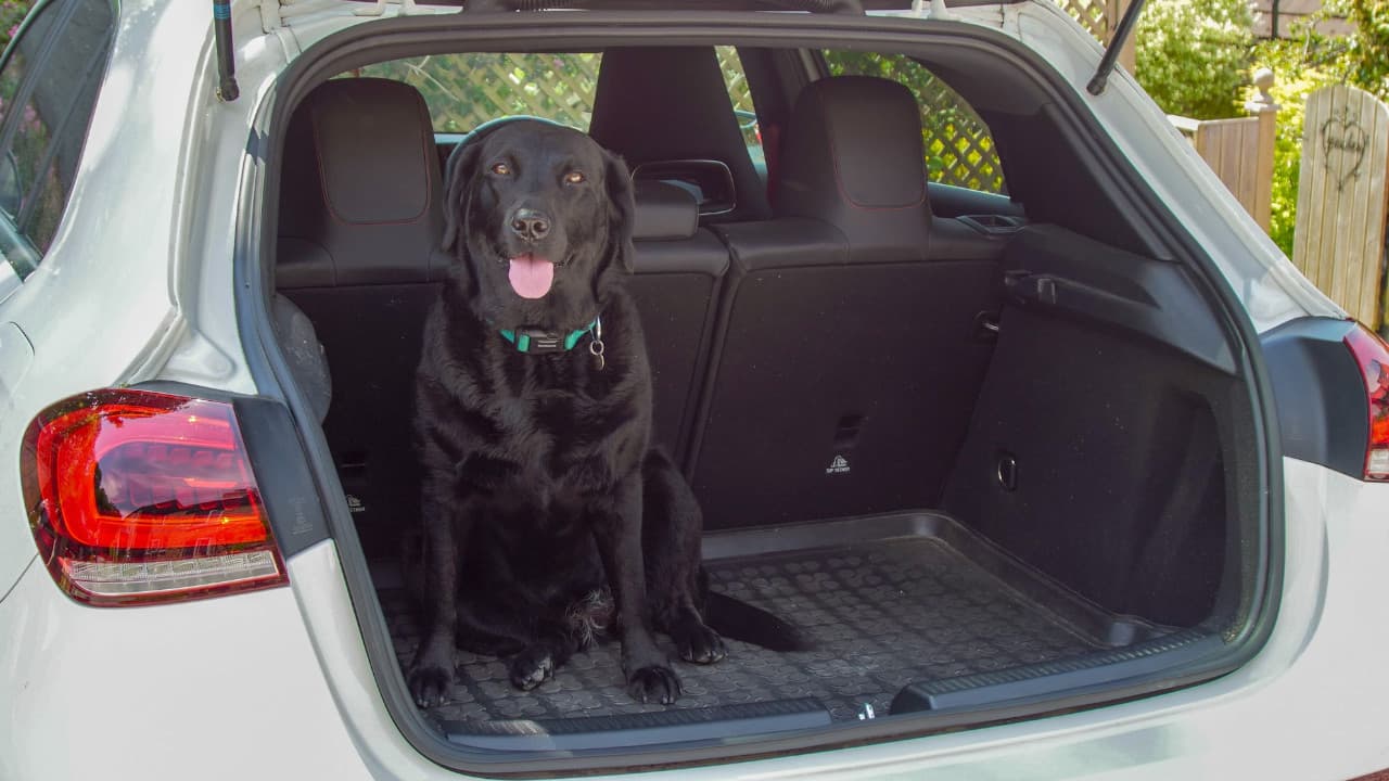 Mercedes-AMG A 35 Dog in Boot