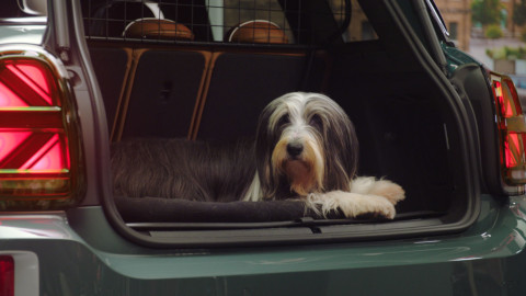 Dog in a MINI Car Boot