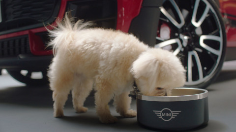 Dog Drinking From MINI Bowl