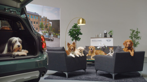 Dogs Relaxing in a MINI Showroom