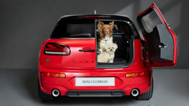MINI Clubman With Dog In Boot