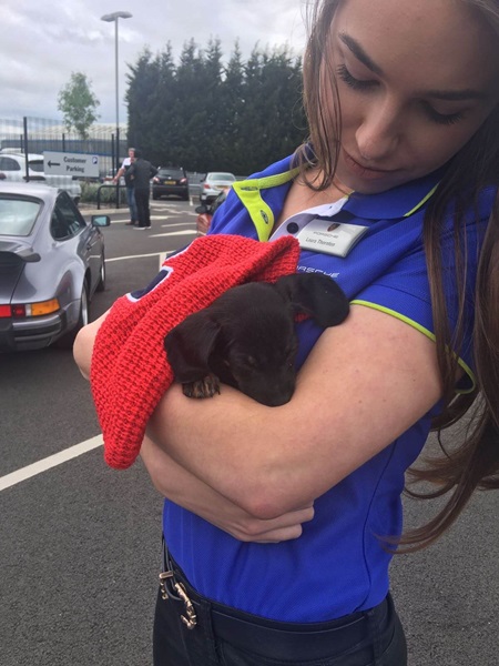 porsche puppy