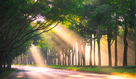 Sunlight through the trees.